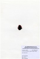 藏品(縱胞藻)的圖片